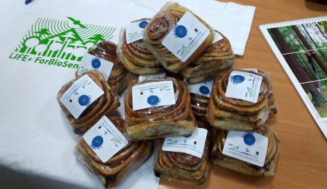 Białowieskie cynamonki