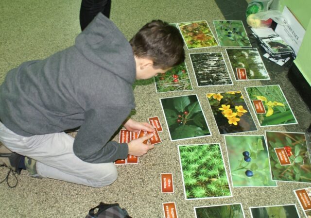 Gra edukacyjna „Rośliny bagienne"