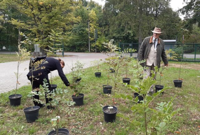 Zdjęcie w pobliżu sadzonek