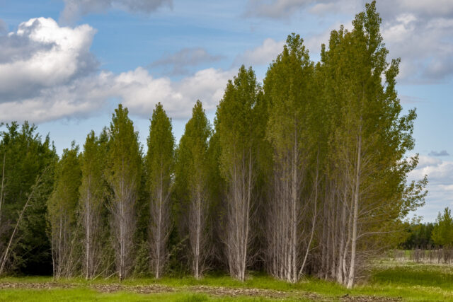 Powierzchnie doświadczalne w borealnej części prowincji Alberta w Kanadzie