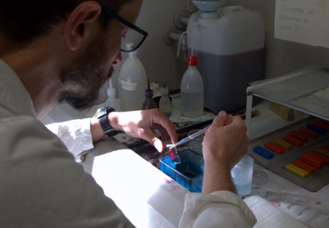 Barwienie preparatów drewna (TESAF, Uniwersytet w Padwie)