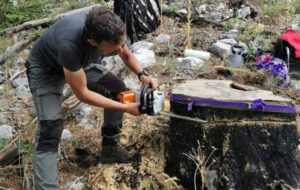 Pobieranie wyżynków z Pinus heldreichii, Albania. Fot. Jakub Jeleń