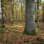 242h_20211007_121856 (1)