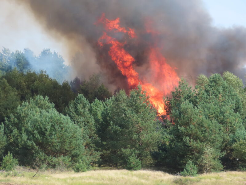 Extreme Heat Wave Will Increase Fire Risk in Forests